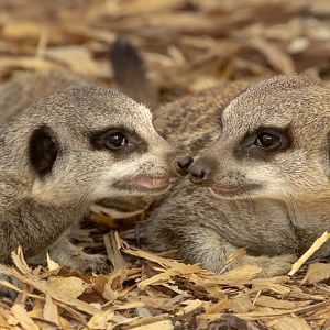 Meerkat : Whipsnade : 29 Jun 2025