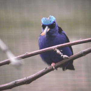 Red-legged Honeycreeper - Zooparc de Beauval - 12/04/2025