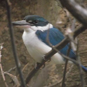 Collared Kingsfisher - Zooparc de Beauval - 12/04/2025