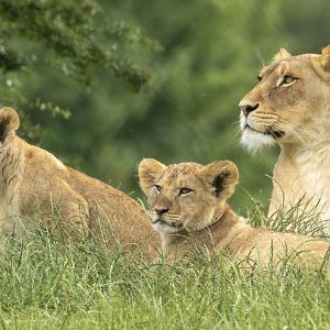 Lion (African lion) : Whipsnade : 22 Jun 2025