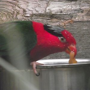 Stella's Lorikeet - Zooparc de Beauval - 12/04/2025