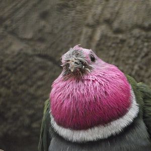 Pink-headed Fruit Dove - Zooparc de Beauval - 12/04/2025
