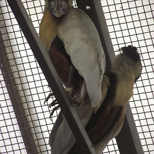 Boat-billed Herons - Zooparc de Beauval - 12/04/2025