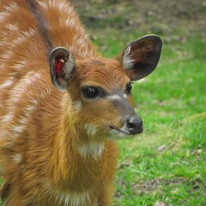 Sitatunga Antelope - Zooparc de Beauval - 12/04/2025