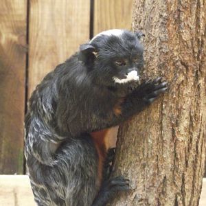 White-lipped Tamarin - Zooparc de Beauval - 12/04/2025