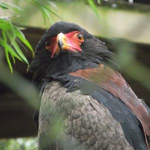 Bateleur Eagle - Zooparc de Beauval - 12/04/2025