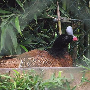Helmeted Curassow (female) - Zooparc de Beauval - 12/04/2025
