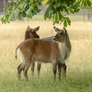 Waterbuck (Defassa waterbuck) : Whipsnade : 29 Jun 2025