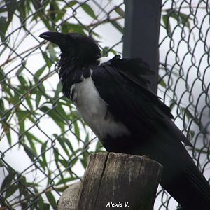 Pied Crow - Zooparc de Beauval - 12/04/2025