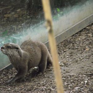 Asian Small-clawed Otter - Zooparc de Beauval - 12/04/2025