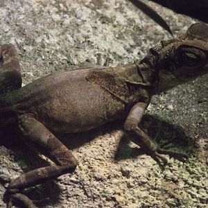 Giant Anglehead Lizard - Zooparc de Beauval - 12/04/2025