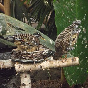 Sunbittern pair - Zooparc de Beauval - 12/04/2025