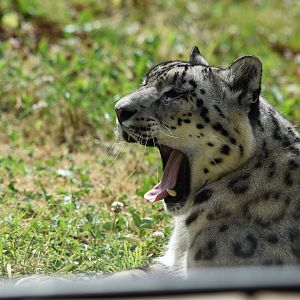 Snow leopard