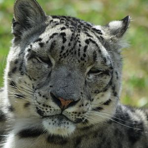 Snow leopard