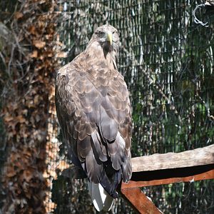White-tailed sea eagle