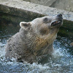 Eurasian brown bear