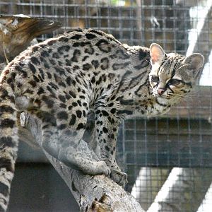 Yucatán margay