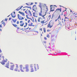 Clouded leopard