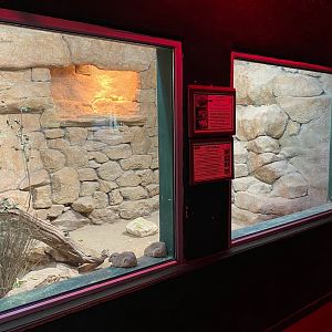 Gundi enclosure, Siamang House, CWP, UK