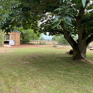 Updated Giant Tortoise House, CWP, UK