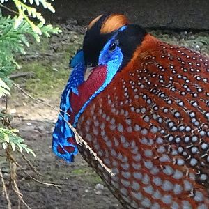 Temminck's Tragopan, 12th April 2025