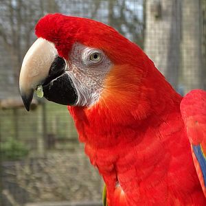 Scarlet Macaw, 12th April 2025