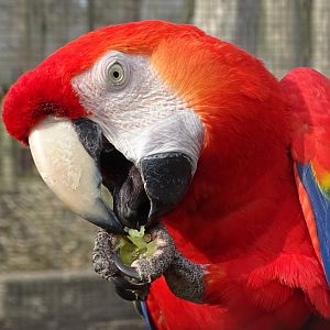Scarlet Macaw, 12th April 2025