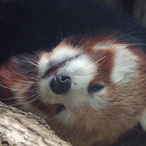 Red panda resting upside down 18.7.25
