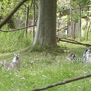 Ring-tailed lemur group 18.7.25