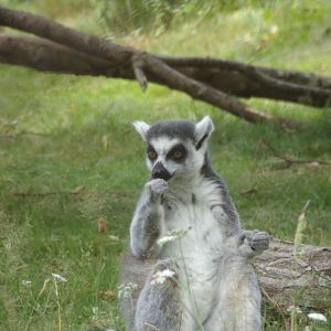 Ring-tailed lemur 18.7.25
