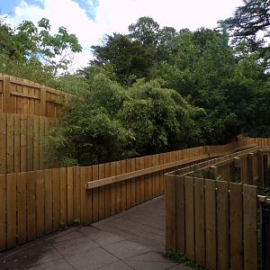 Newly redone boardwalk out of Budongo Trail 18.7.25