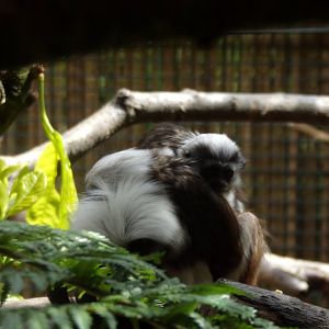 New cottontop tamarin young 18.7.25