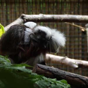 New Cotton-topped tamarin young 18.7.25