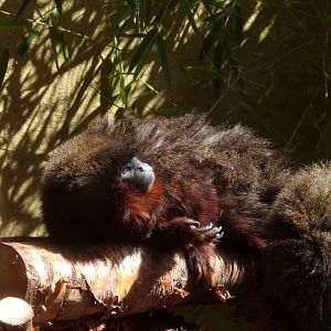 Coppery titi relaxing 18.7.25