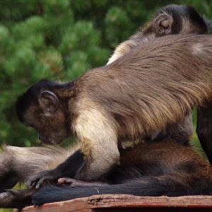 Brown capuchins grooming 18.7.25