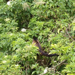 Brown capuchin in the bushes 18.7.25