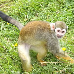 Common Squirrel monkey on the ground 18.7.25