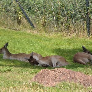 Western grey kangaroos relaxing in the shade 18.7.25