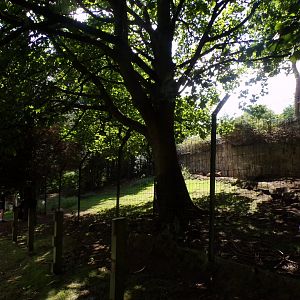 View of turkmenian markhor enclosure 18.7.25