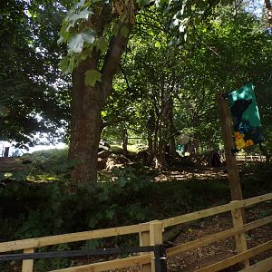 Former nyala enclosure (fence removed) 18.7.25