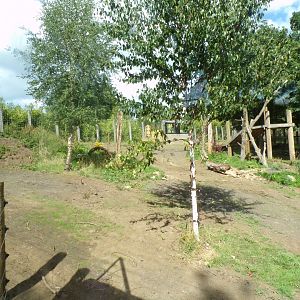 New Sloth bear enclosure 18.7.25