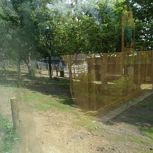 New sloth bear enclosure (terrible glare) 18.7.25