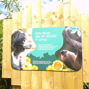 Sloth bear and sloth misconception sign 18.7.25