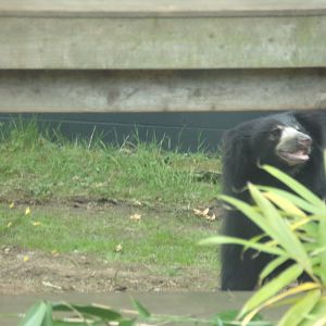 Sloth bear! 18.7.25
