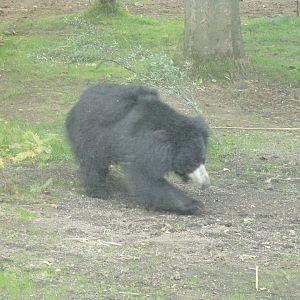 Sloth bear exploring 18.7.25