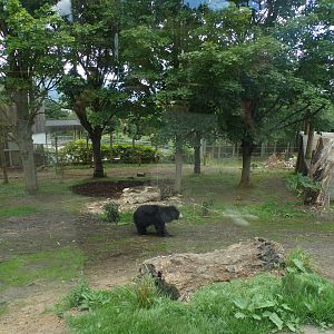 Sloth bear in new enclosure 18.7.25