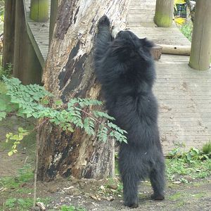 Sloth bear scratching tree 18.7.25