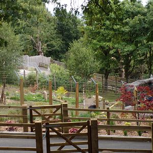 Sloth bear exlporing new enclosure 18.7.25