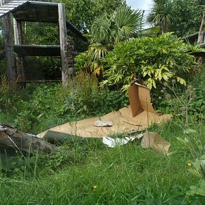Tiger enrichment 18.7.25