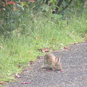 Wild rabbit on path 18.7.25